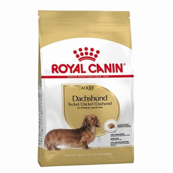 Royal dachshund adult